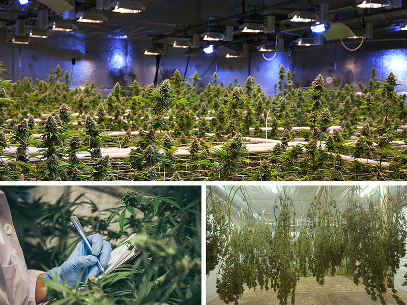 Production indoor de cannabis