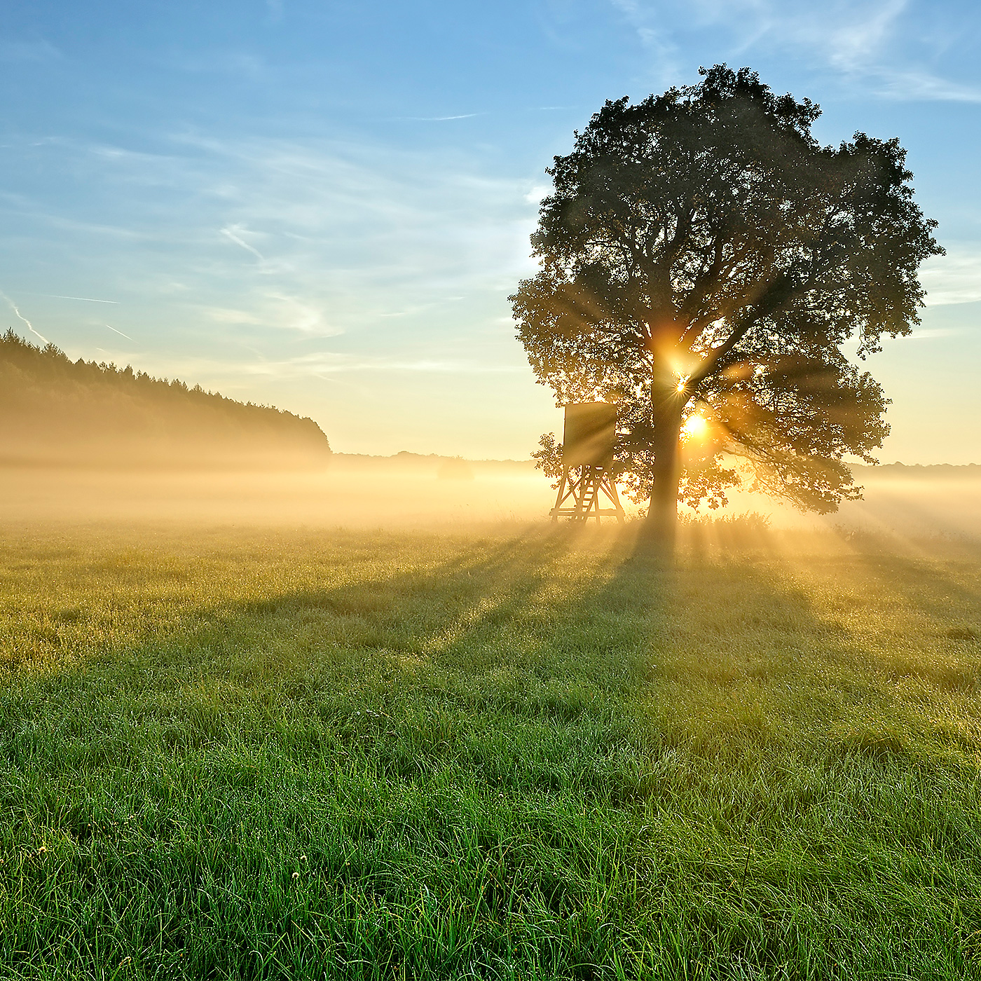 Rugiada del mattino co nebbiolina