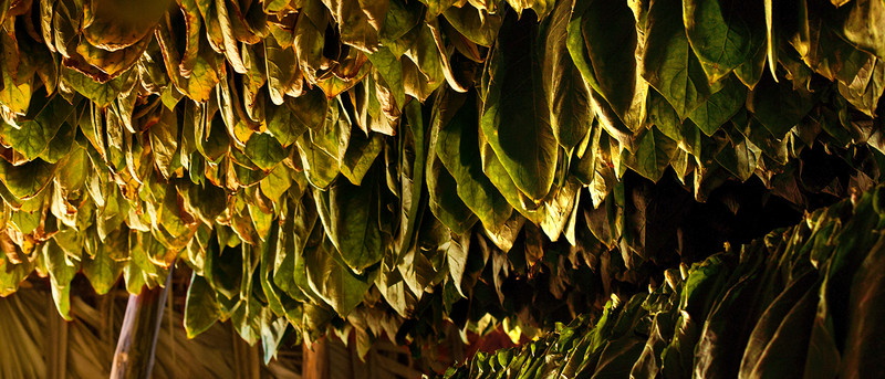 Stoccaggio del tabacco greggio-Trotec