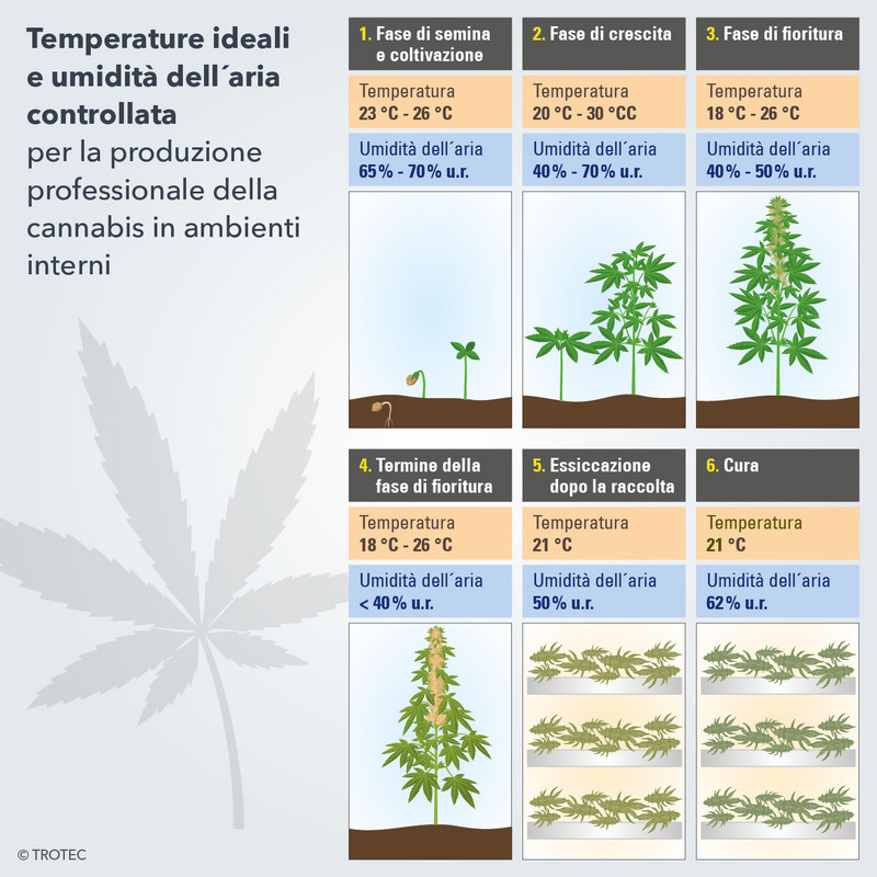 Temperature ideali e umidità dell'aria controllata per la produzione professionale della cannabis in ambienti interni