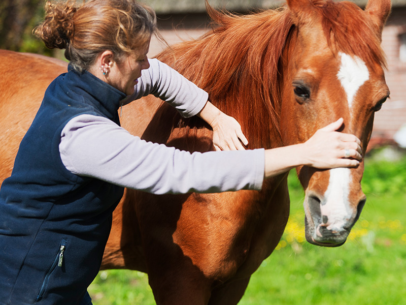 Termografia nella medicina veterinaria: efficiente e varia