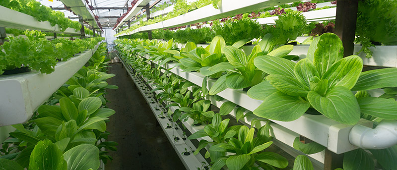 « Vertical Farming » et « Indoor Gardening » avec systèmes hydroponiques-Trotec